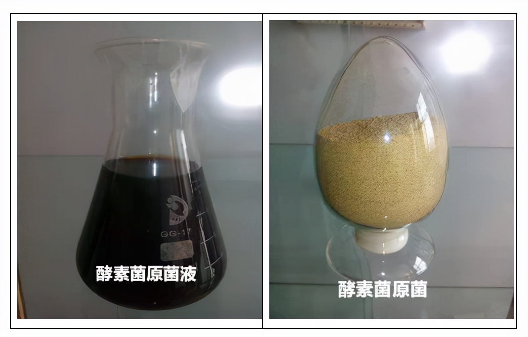 岛本酵素微生物肥料厂家,岛本酵素生物肥料