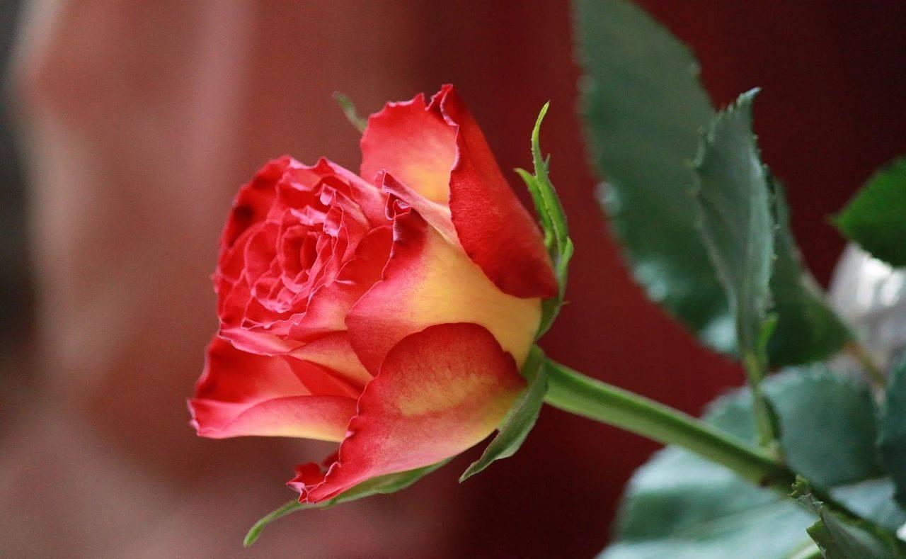 长期分居的女人最怕男人哪种行为,女人长期和男人分居是什么原因