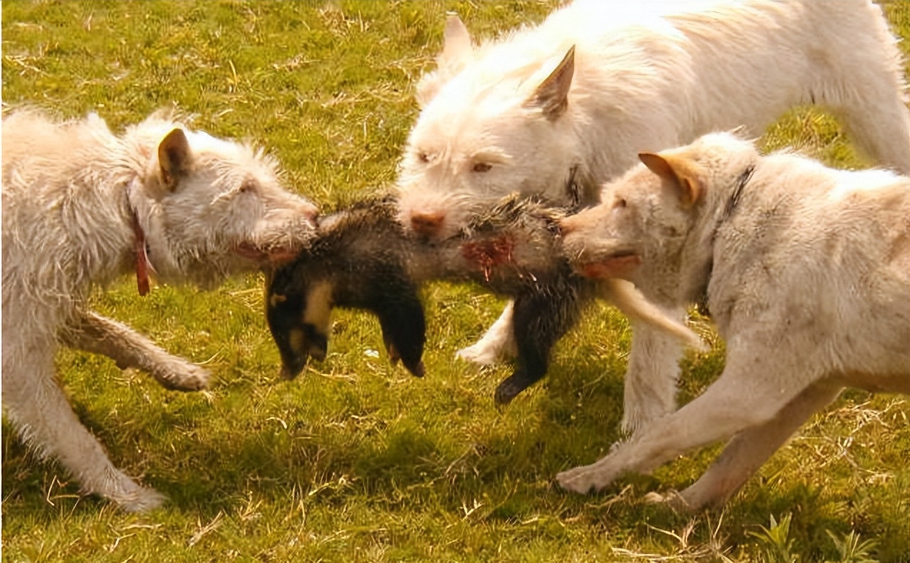 下司犬为什么不建议养,怎么养下司犬
