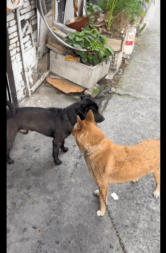 被拴了三年的狗,被拴起来的看门狗