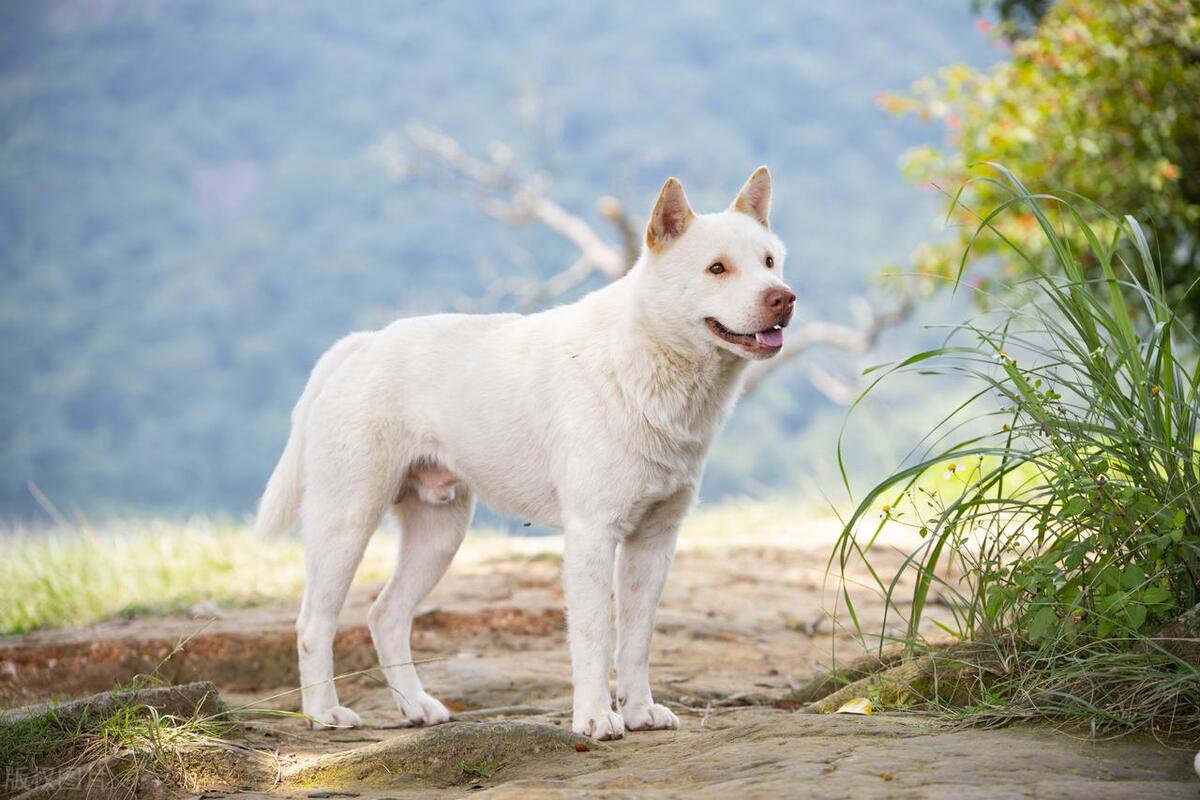 本地土狗哪些品种比较过大众一点,中国土狗都有哪些