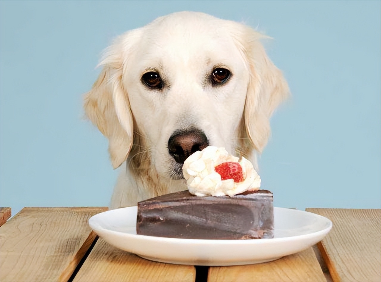 狗狗便便训练技巧大全,学会这几个技巧狗狗想不听话都难