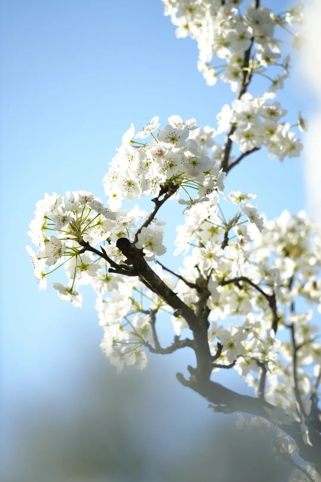 成都市区现实版桃花源记在哪里,成都公交可达的古镇