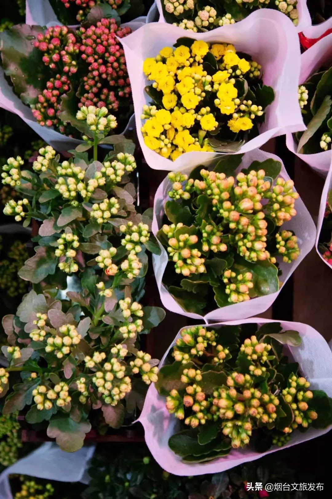 烟台祥和花鸟市场,烟台花鸟市场
