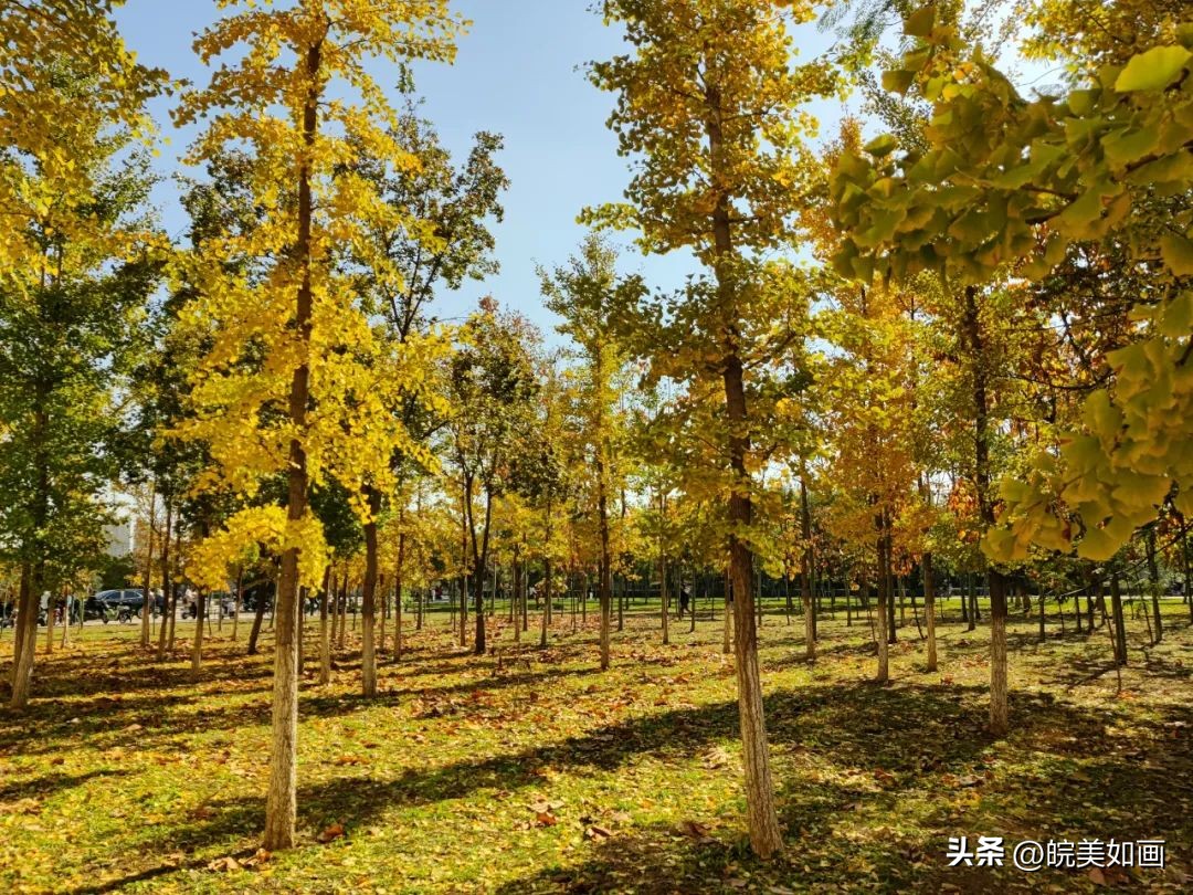 安徽大学好看的风景,高校最美秋景