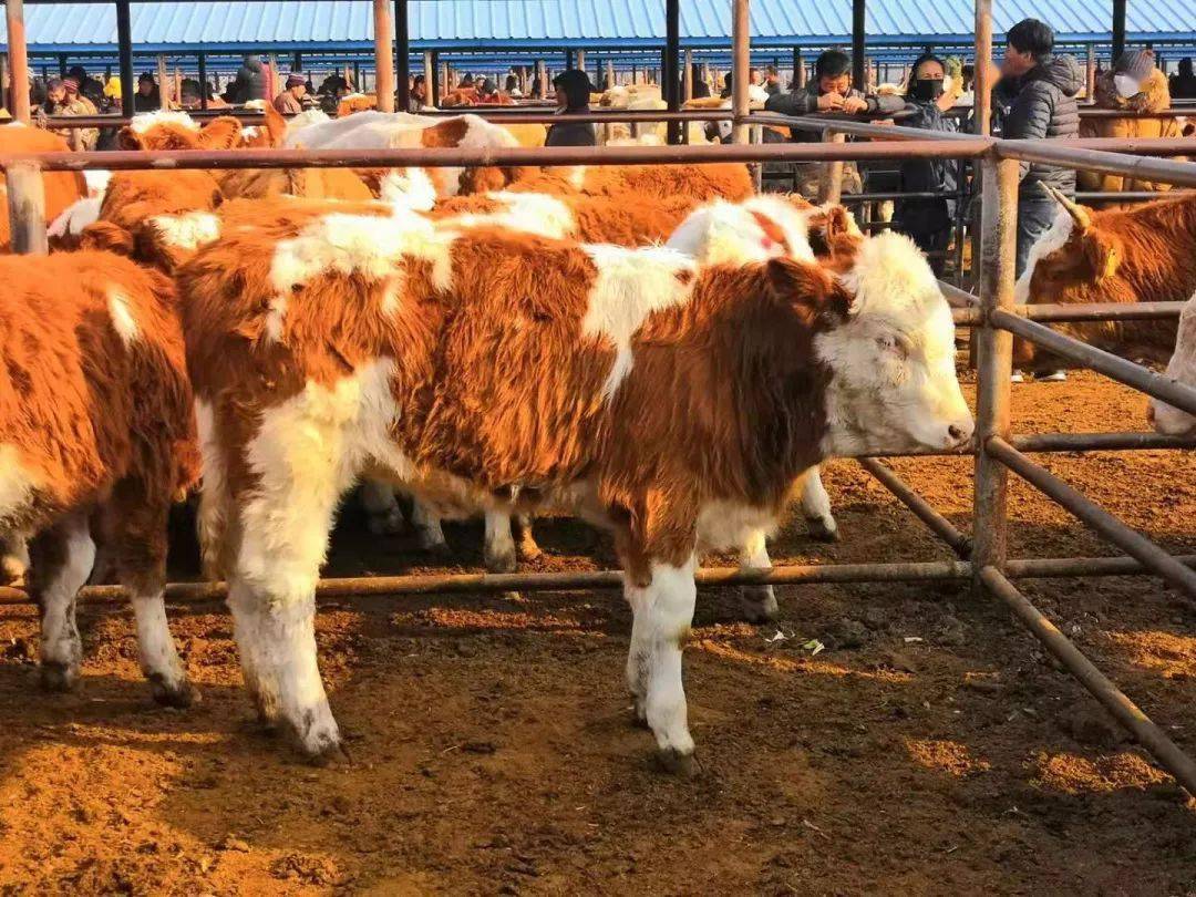 养好的牛去哪里找销路,肉牛怎么卖最赚钱