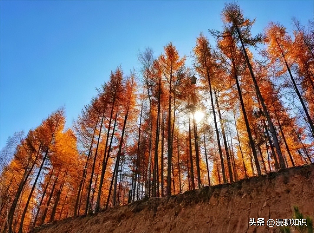 落叶松根部含二氢槲皮素功效,落叶松对人体有什么好处