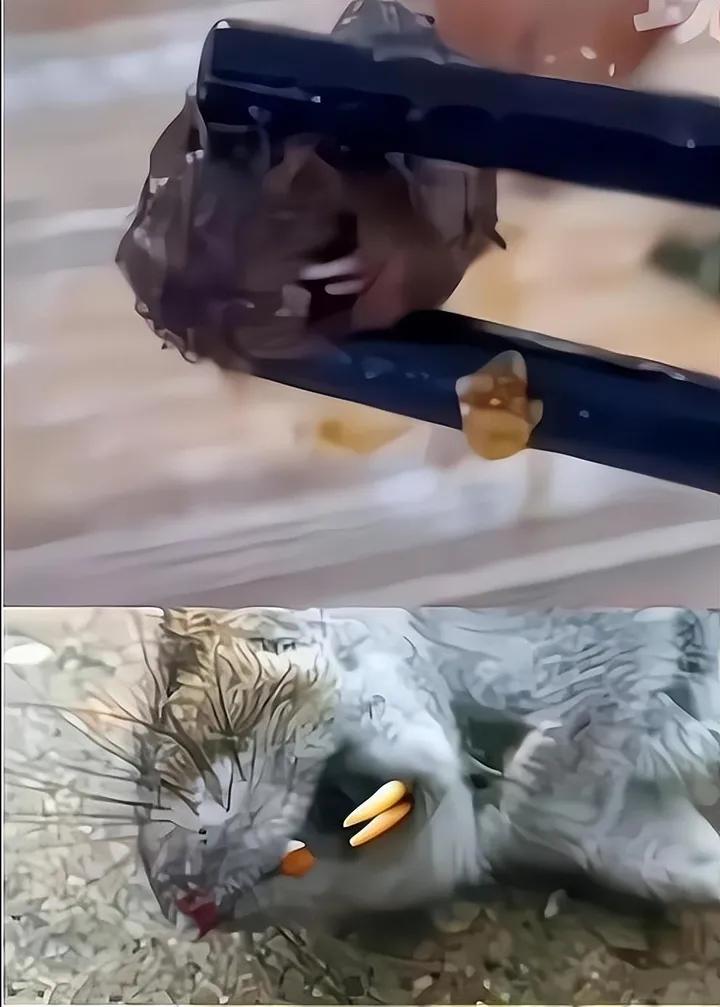 “鸭脖”罗生门：专家称80%是鼠头，真相或站在群众这边