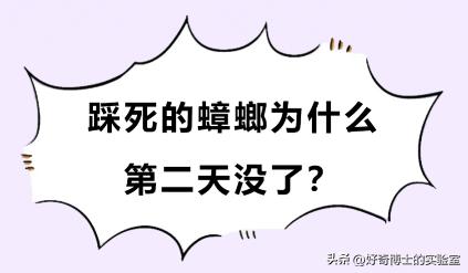 家里踩死的蟑螂，为啥一会儿就自动消失了？
