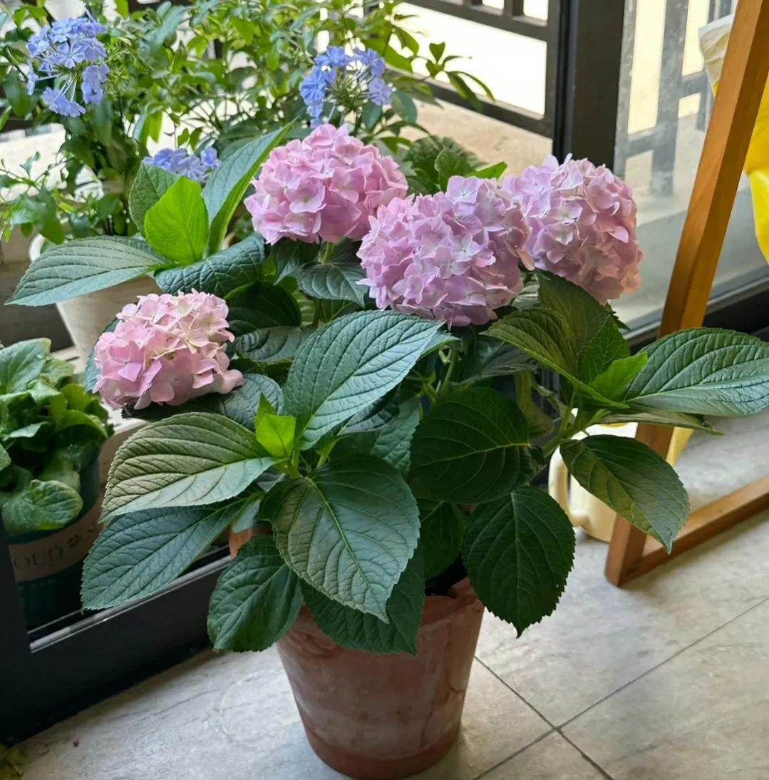 绣球花夏季如何避免打蔫垂头,绣球最怕的复合肥