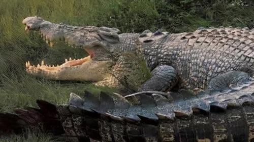 比老虎狮子豹子还厉害的五大动物,老虎狮子生存环境对比