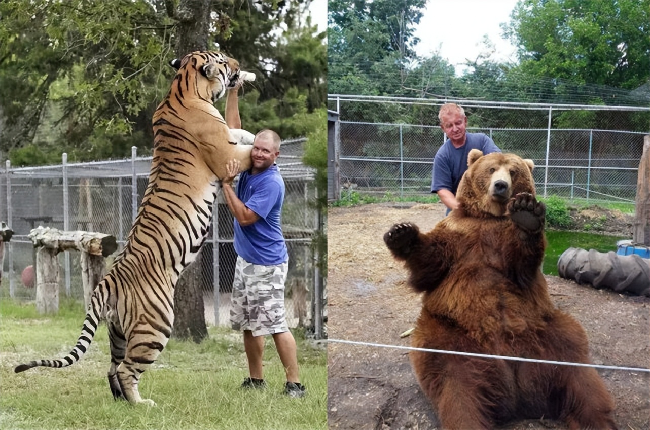 黑龙江黄牛被咬死,黑龙江黄牛被黑熊袭击事件