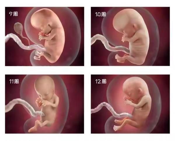 怀孕初期吃叶酸还要补充什么,孕妇早期吃叶酸还需要补充什么