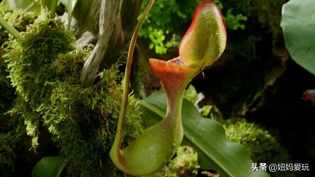 这几部口碑爆棚的宝藏纪录片,国庆孩子必看的8部神级纪录片