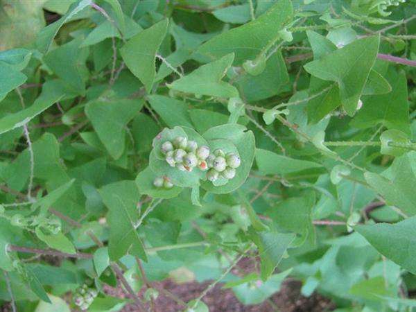 农村13道特色美食,13道农村特色美食