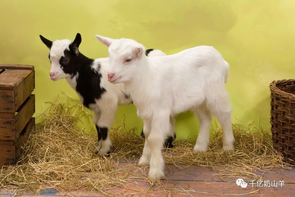 怀孕一个月吃驱虫药有什么危害,每天学一点备孕知识