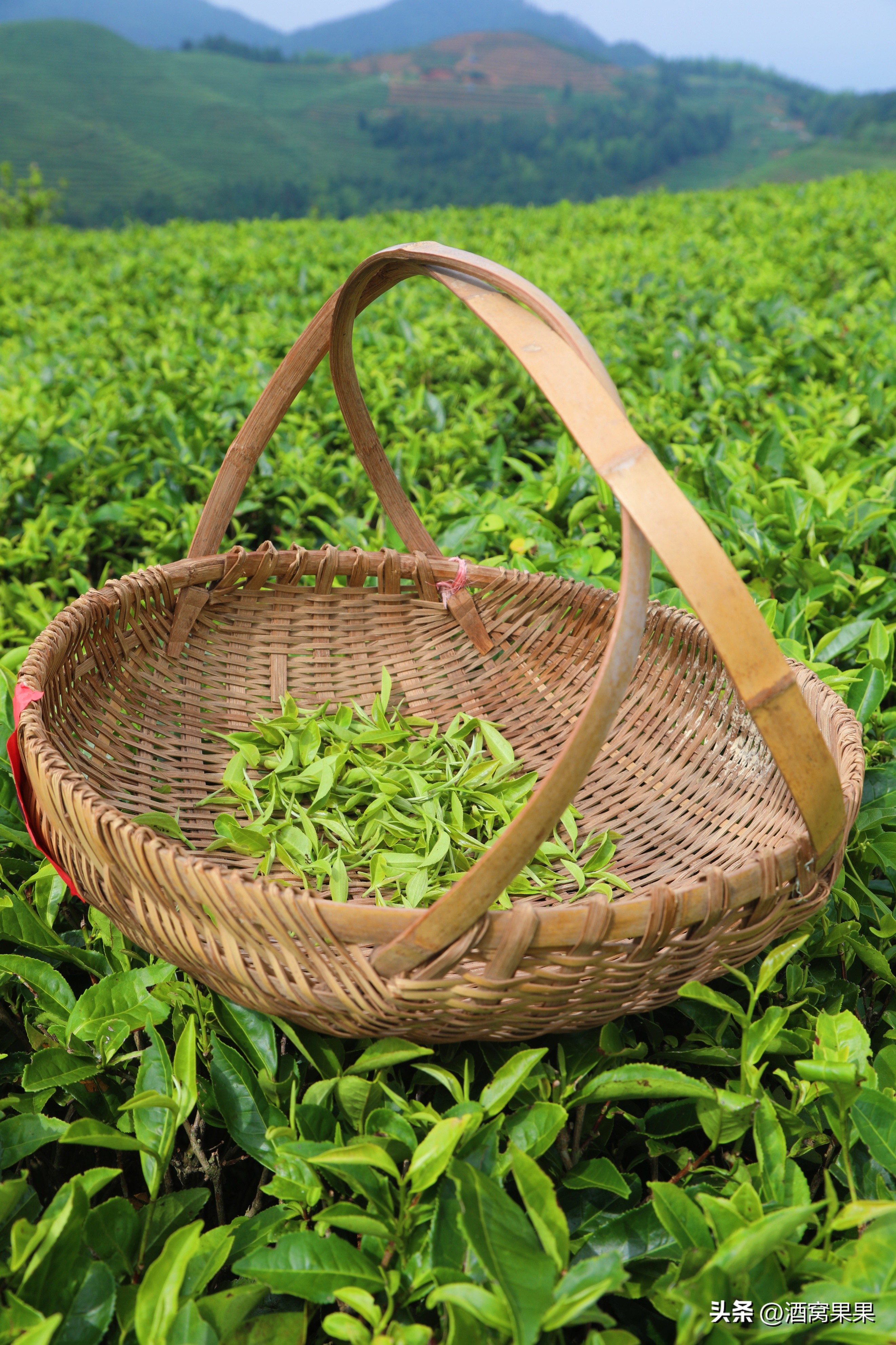 福鼎两天一夜旅游攻略,福鼎茶漫步茶园体验采茶之旅
