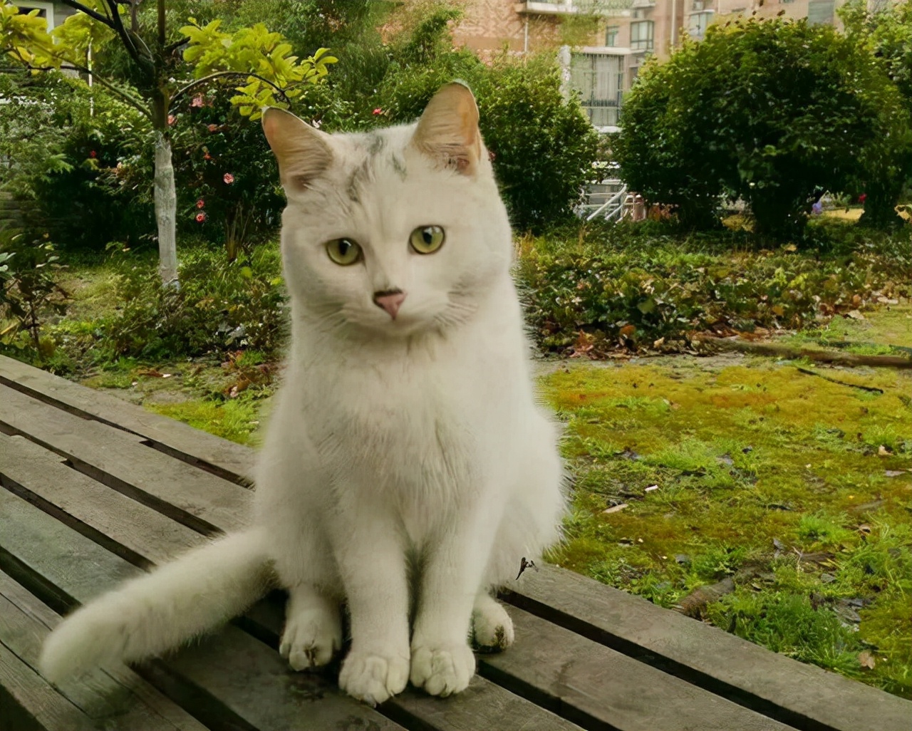一口气看完最好看的海贼同人文,海贼同人文小说解说一口气看完
