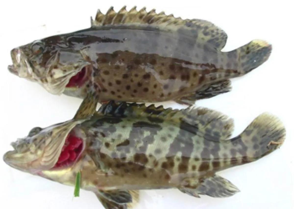 10种海鱼便宜营养价值高,30种最常吃的海鱼图片大全