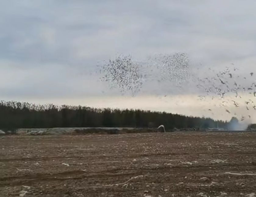 神州辉煌赛鸽公棚500公里决赛成绩,2023神州辉煌500公里决赛归巢