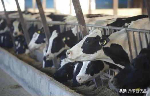 奶牛场的奶牛损伤病例分析