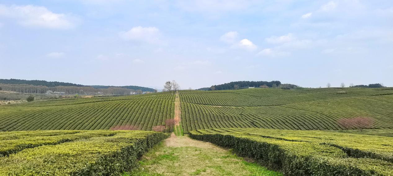 贵阳羊艾茶园风景,贵阳市羊艾茶场地址
