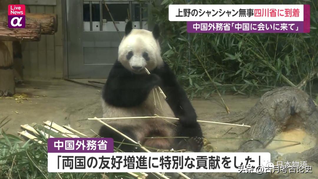 旅日大熊猫回国日本人反应,四只旅日大熊猫陆续归国
