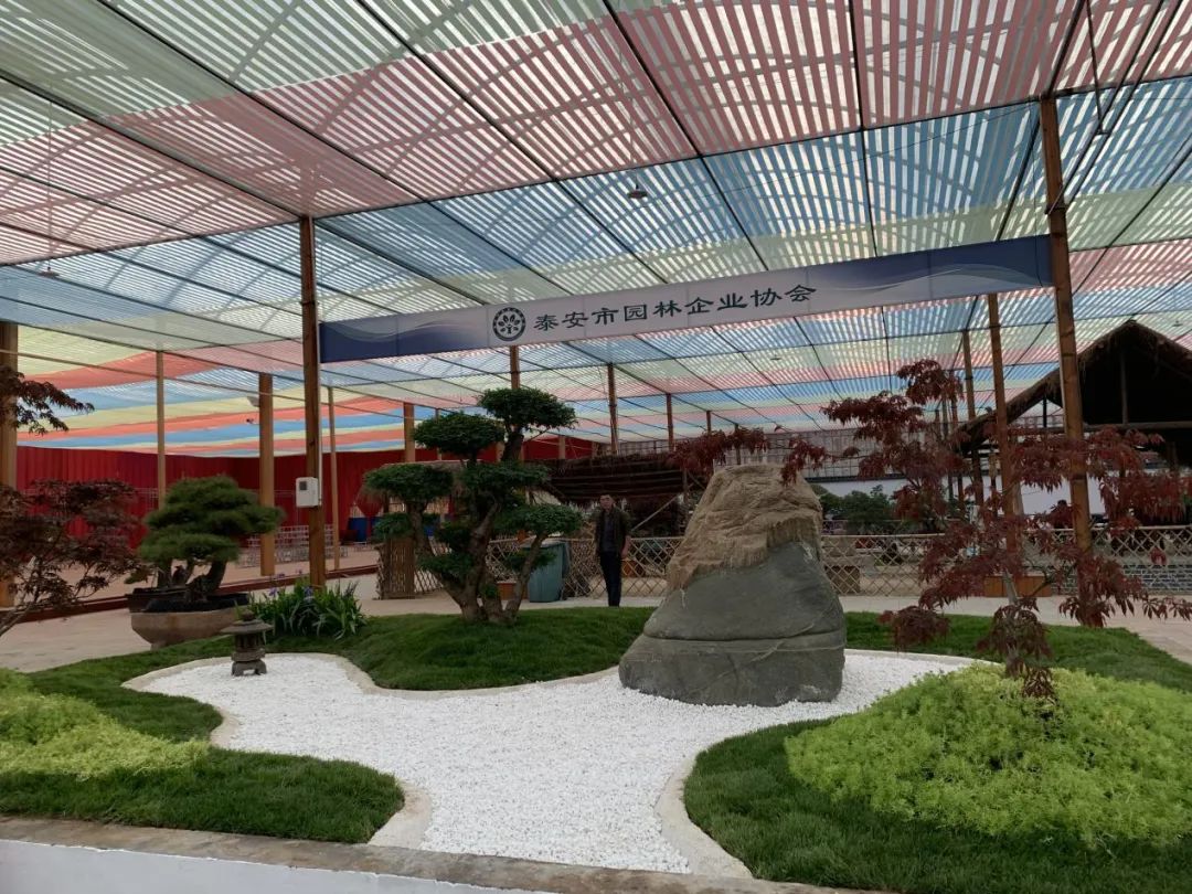 泰山杯书画展,泰山杯盆景展