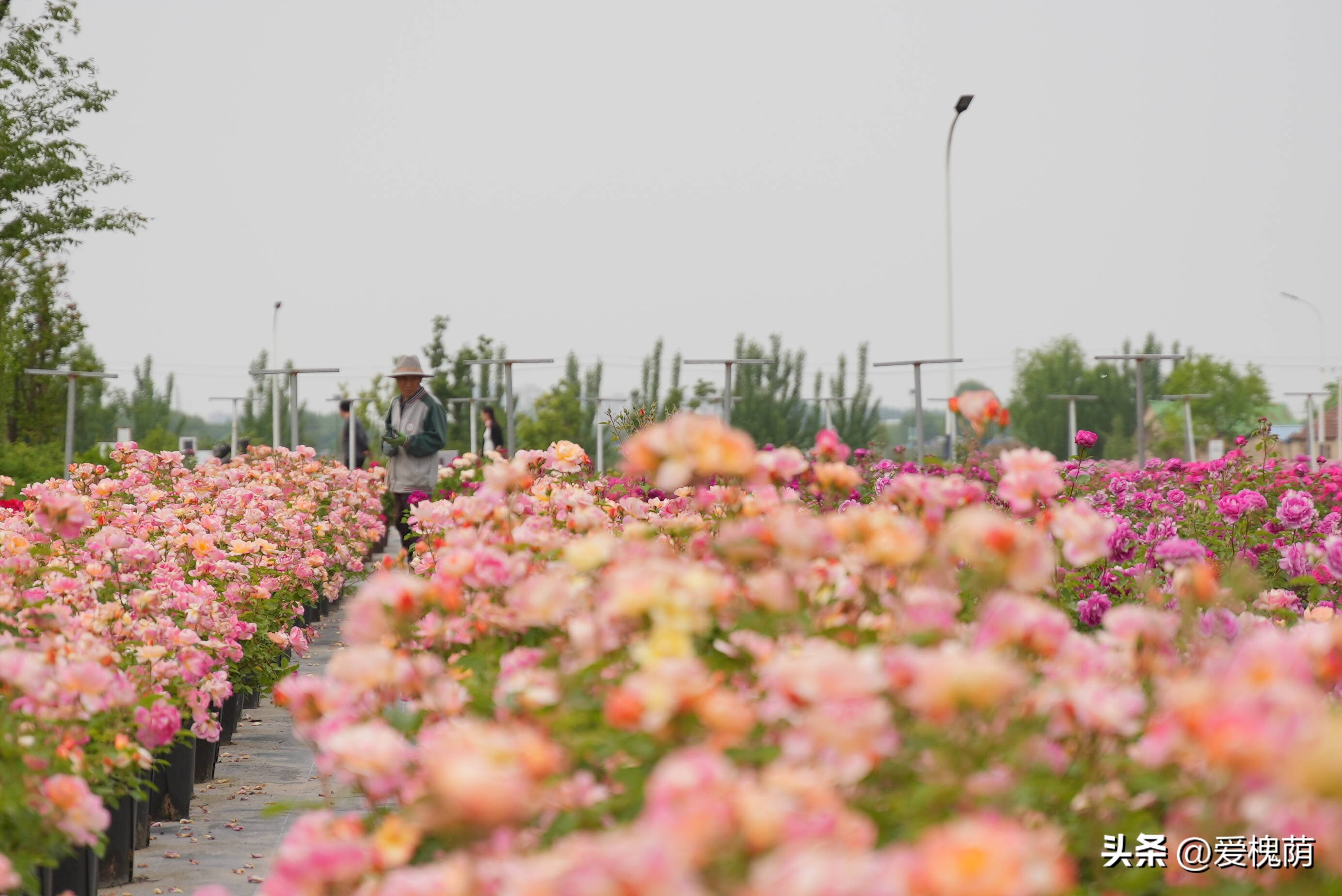 爱拍照的你怎能错过,拍照送给爱拍照的你