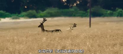 英国老汉开*博兰**基尼种地，一年才赚144英镑，把全世界观众整乐了