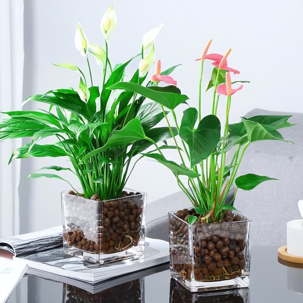 适合室内养的耐阴花和植物,就养这10种耐阴花比绿萝都好养