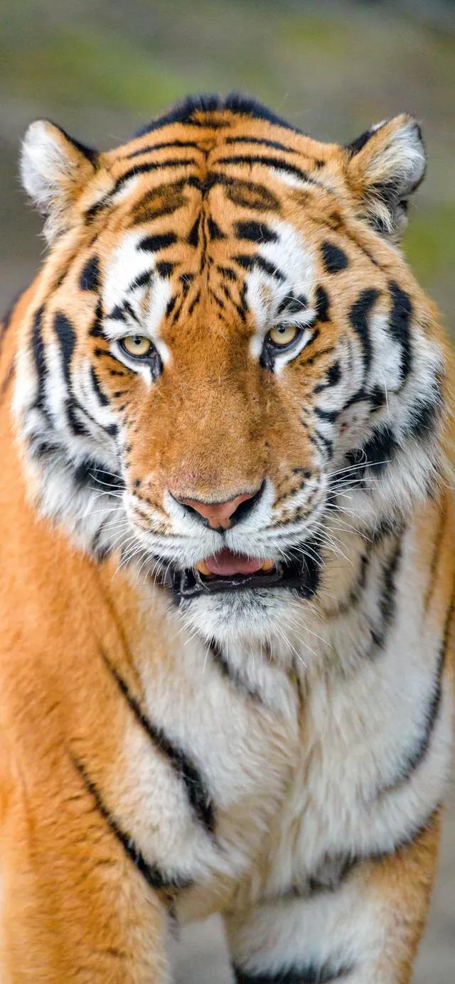 戏说老虎图文杂汇