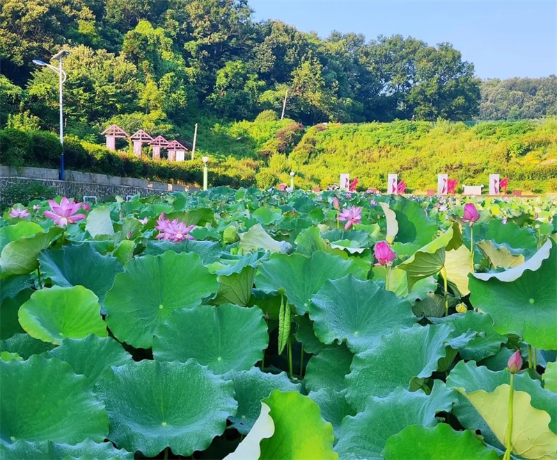 信阳荷花打卡地,信阳赏荷花视频