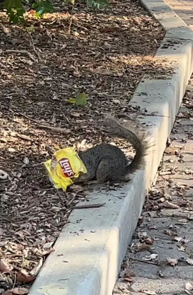 ucla世界第一,ucla广州学校