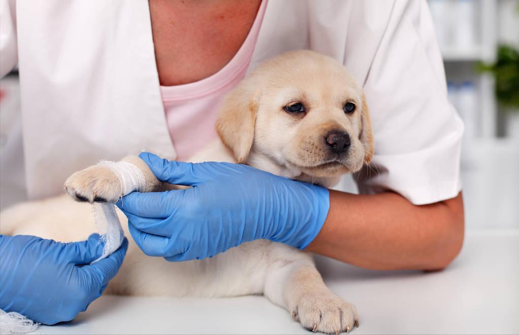 为什么狗狗会有口臭,狗狗为什么有狗味