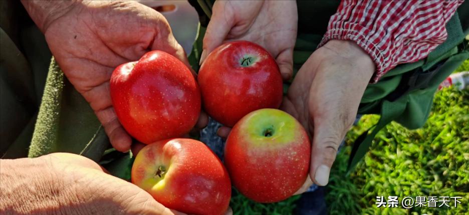 众成三号苹果新品种,最新最全苹果新品种