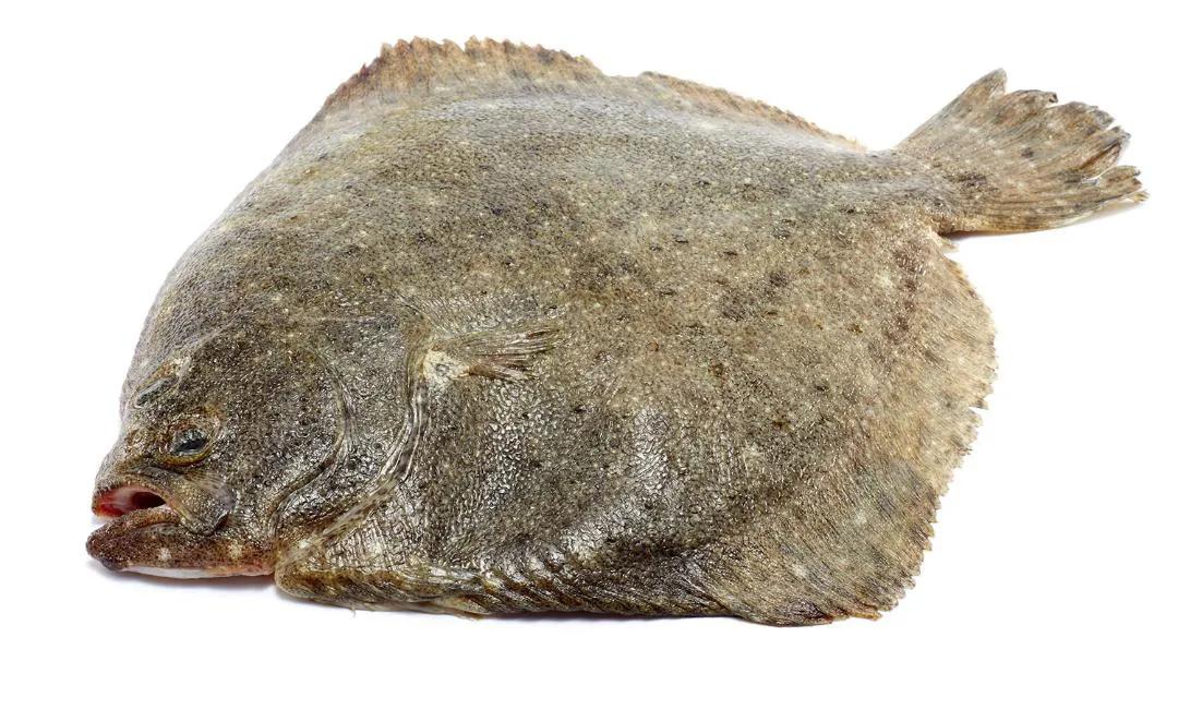 10种海鱼便宜营养价值高,30种最常吃的海鱼图片大全