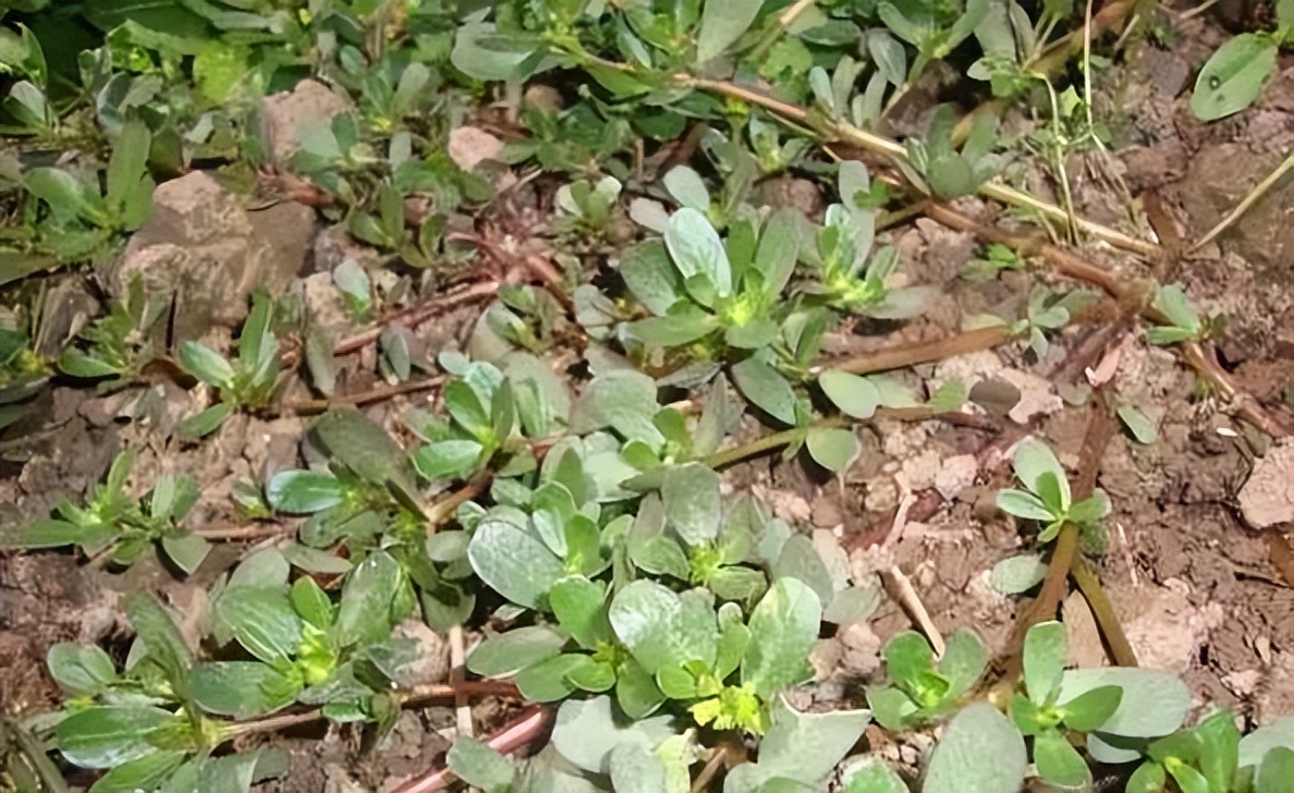 植物识别小口诀，总结的太全了！