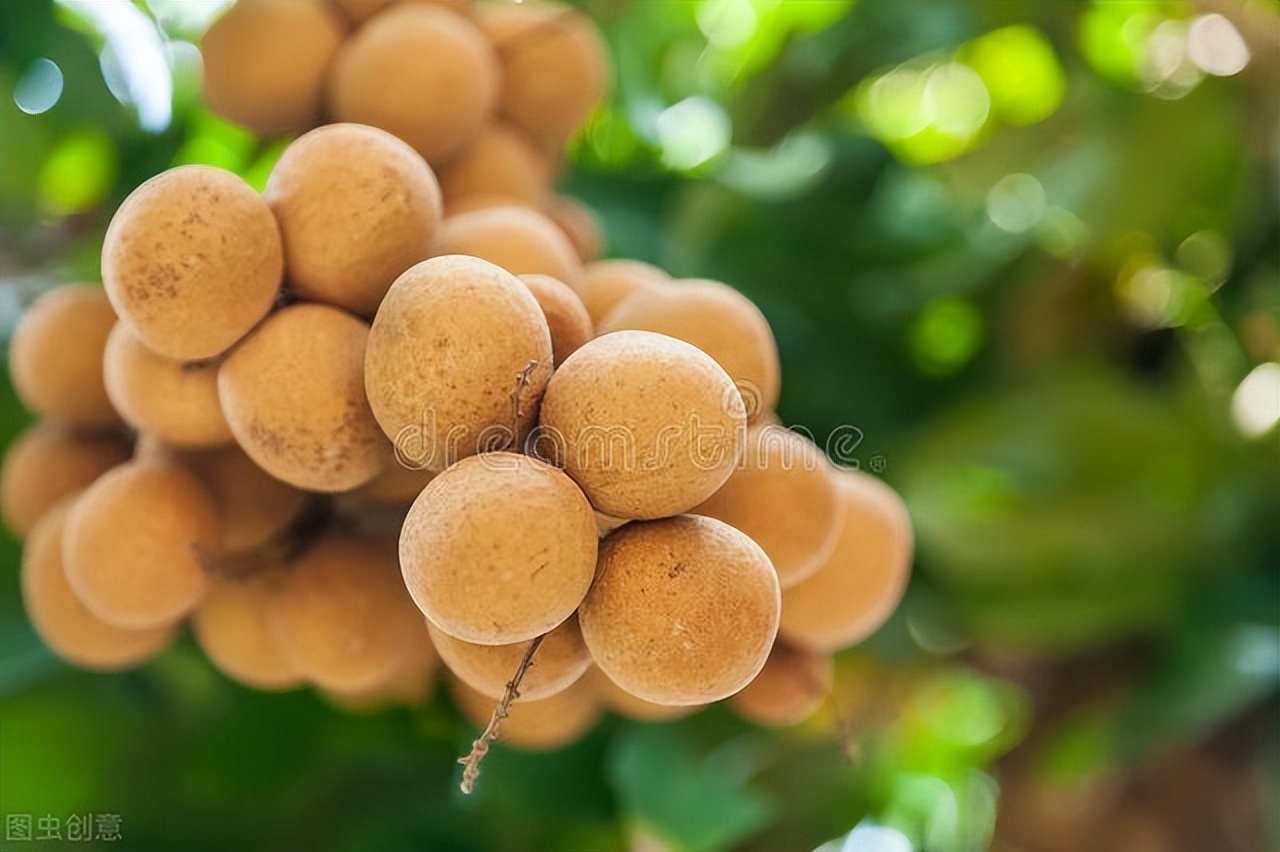 秋天润燥水果,9月份应季水果有哪些