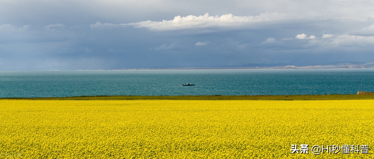 青海湖的救星：3年吃掉7万吨现数量恢复，黑色市场可浮上台面？