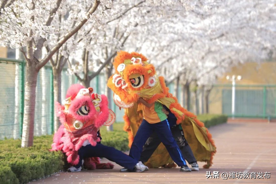 美！潍坊校园春景强势来袭