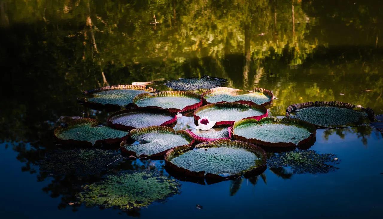 西双版纳10日行——走遍春夏秋冬，总会有人四季等你。