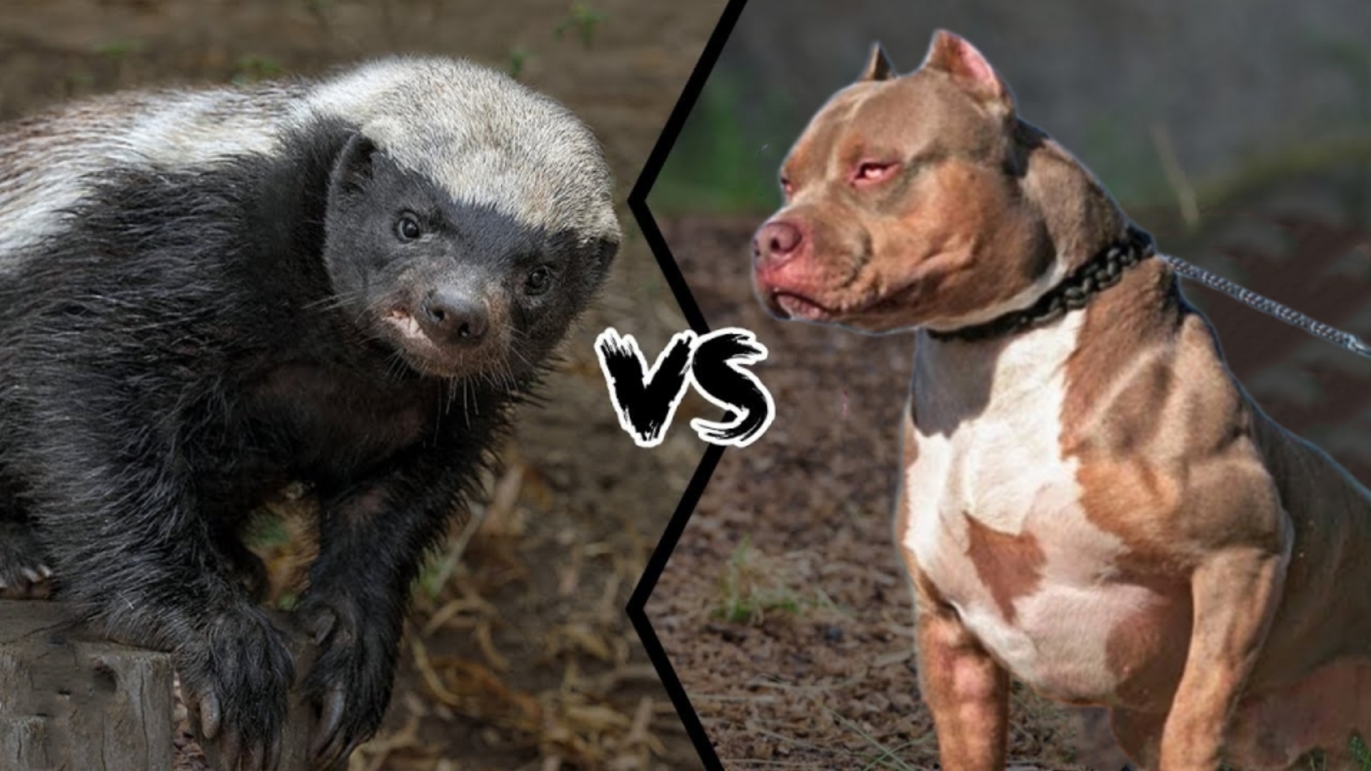 比特犬vs斑鬣狗笼斗视频,比特犬vs鬣狗斑鬣狗