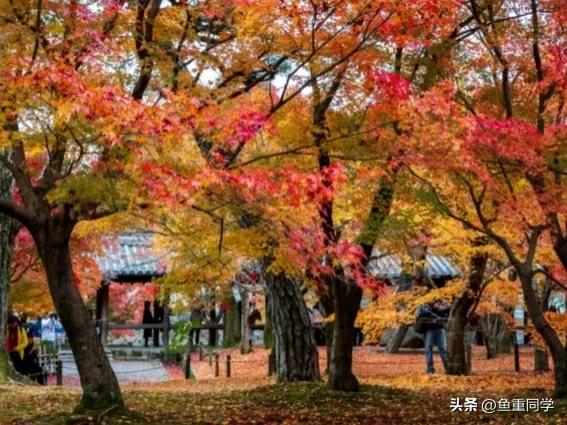 霜降寓意着天气逐渐变冷,今年霜降日是什么预兆