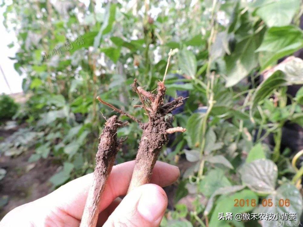 土传病害最好的防治解决方法,土传病害用什么药治