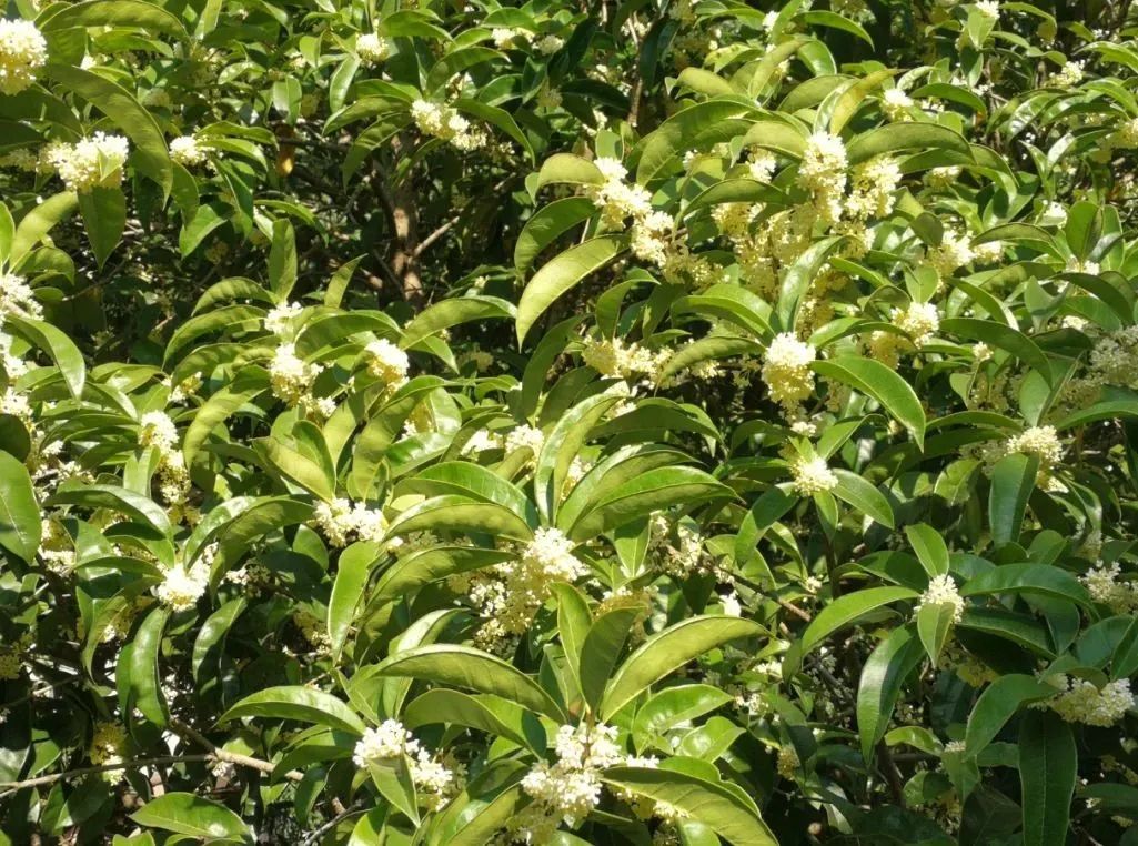 汉字解象（91）桂