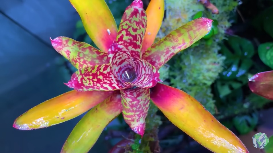 美国小哥在卧室建出一缸热带雨林，食物链环环相扣，太强了