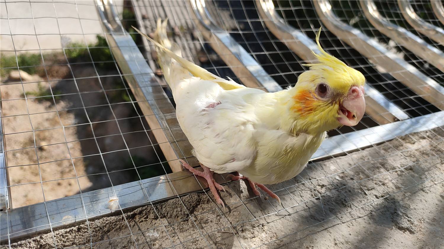 玄凤鹦鹉吃什么增重,玄凤鹦鹉怎么养增重更快