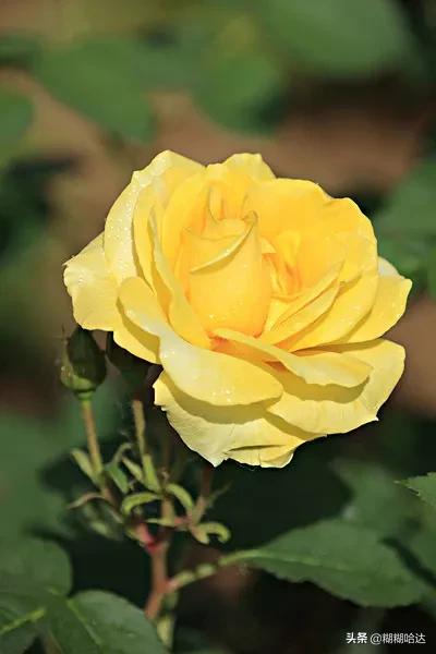 赏心悦目的花朵，风采万千，千姿百态，魅力无限，太美了