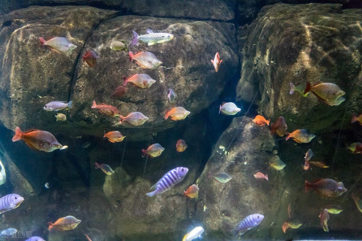 水陆缸水草缸原生缸哪个好打理,除了水草缸还能养什么缸